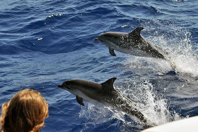 spirit-of-the-sea-cetacean-sighting-in-gran-canaria
