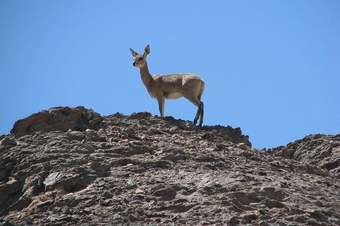 Spitzkoppe - Day Tour to the Spitzkoppe Mountain from Swakopmund - A Relaxed Lunch in the Desert