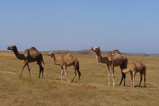 Splendours of Far West Coast - beaches, cliffs, panoramic views - Who Would Love This Tour?