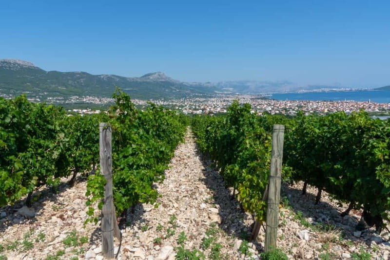 Split: Katela Wine Tasting and Food Pairing - The Overall Value