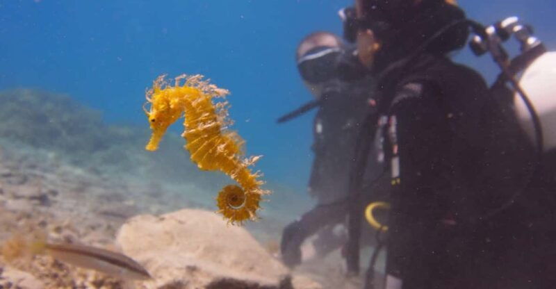split-makarska-brela-try-scuba-dive