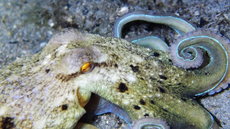 split-makarska-brela-try-scuba-dive
