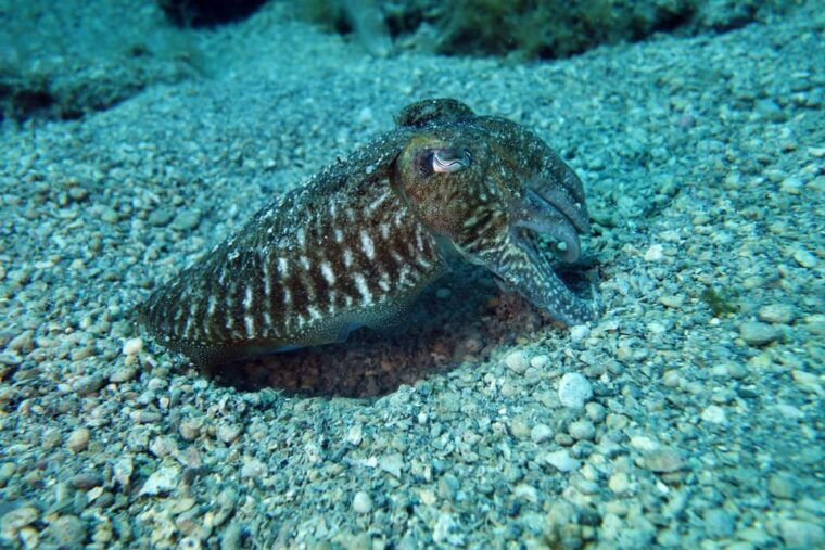 split-makarska-brela-try-scuba-dive