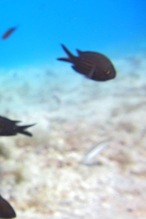 split-makarska-brela-try-scuba-dive