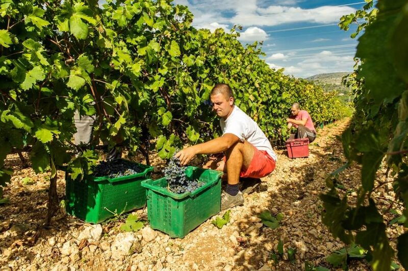 split-or-trogir-krka-waterfalls-wine-and-food-tasting