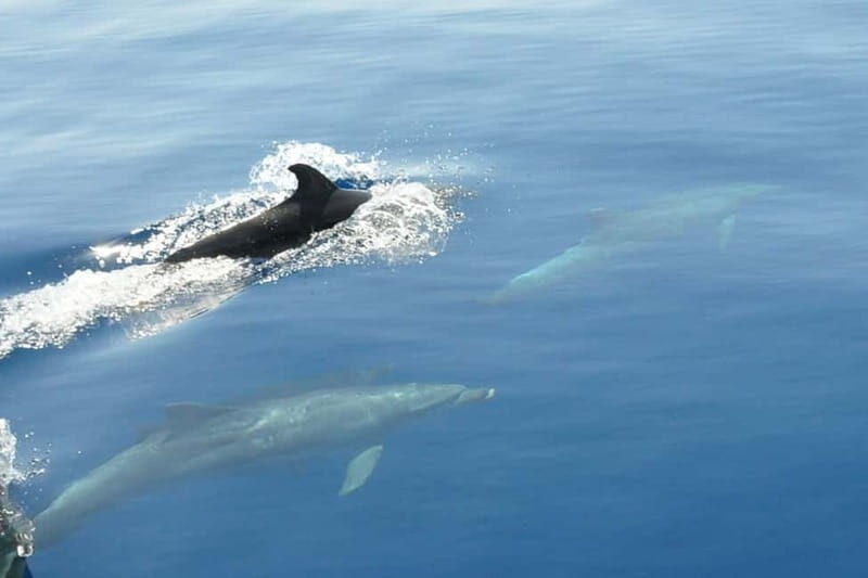 Split: Private Blue Lagoon 3 islands with speed boat - A Closer Look at the Tour Experience