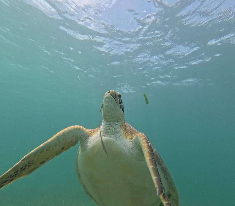 sport fishing and snorkeling in the reef in costa maya - Key Points