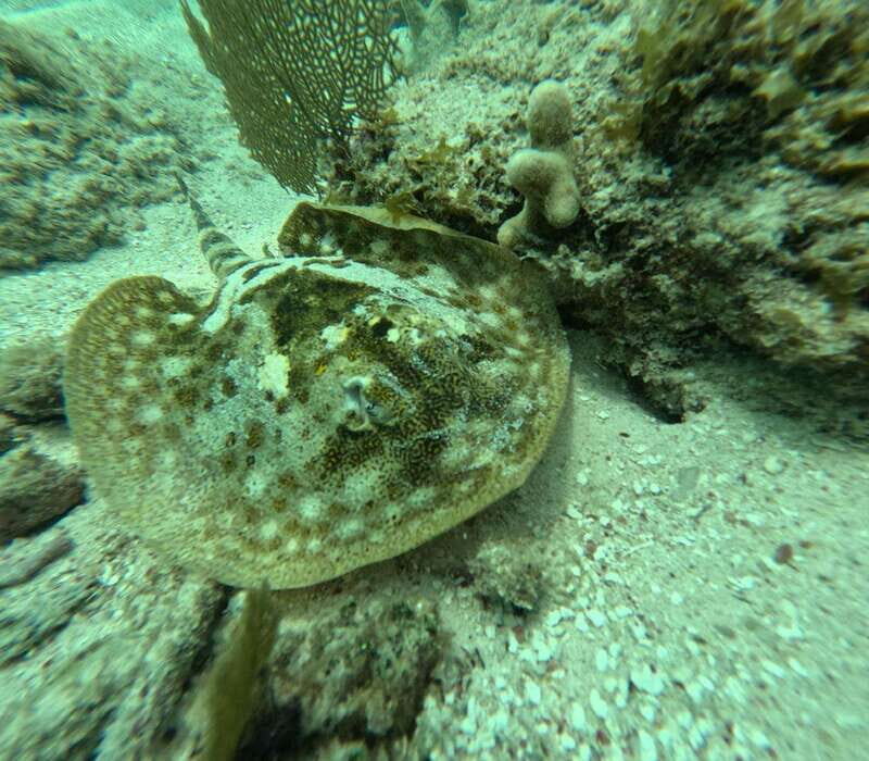 sport fishing and snorkeling in the reef in costa maya - What to Expect From This Costa Maya Marine Adventure