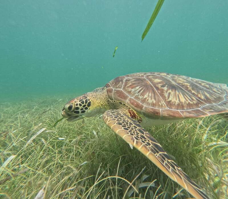 sport fishing and snorkeling in the reef in costa maya - FAQs