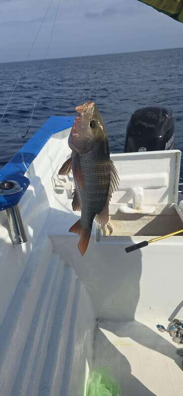 Sport fishing in mazatlan - FAQ