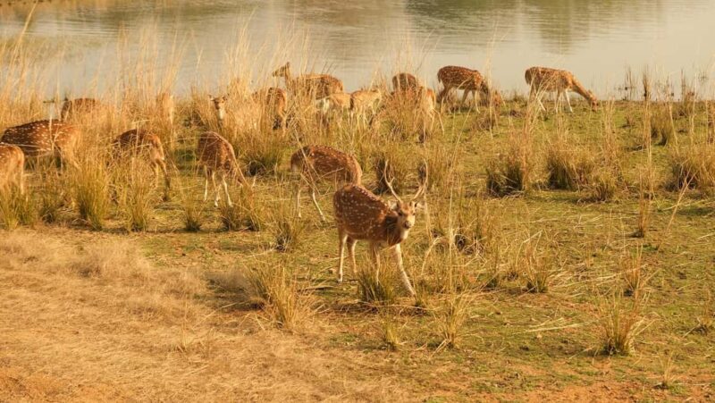Spot Tigers and other wild of Ranthambore on a Day-Same Tour - An In-Depth Look at the Ranthambore Day Tour