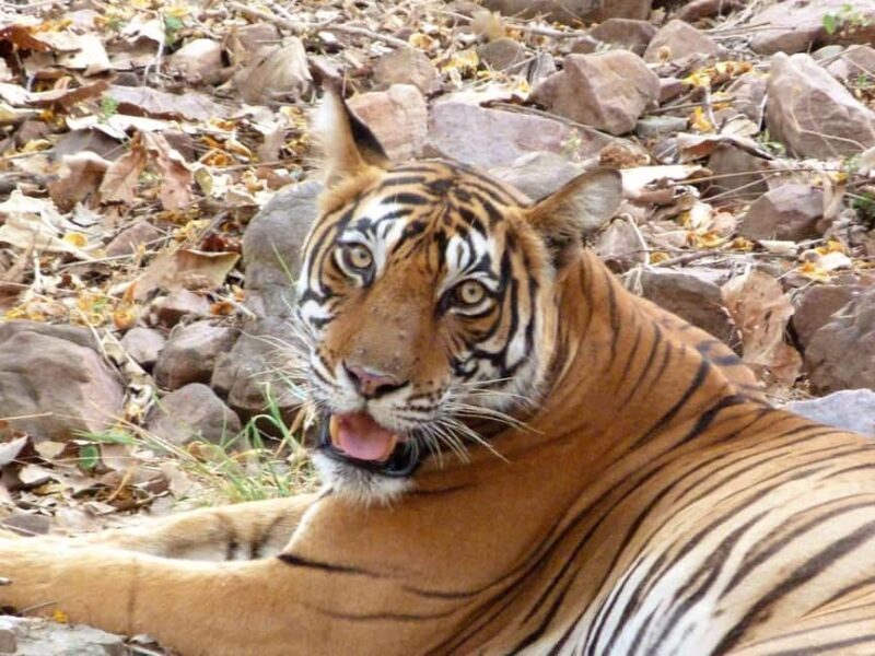 Spot Tigers and other wild of Ranthambore on a Day-Same Tour - Why This Tour Is Worth It