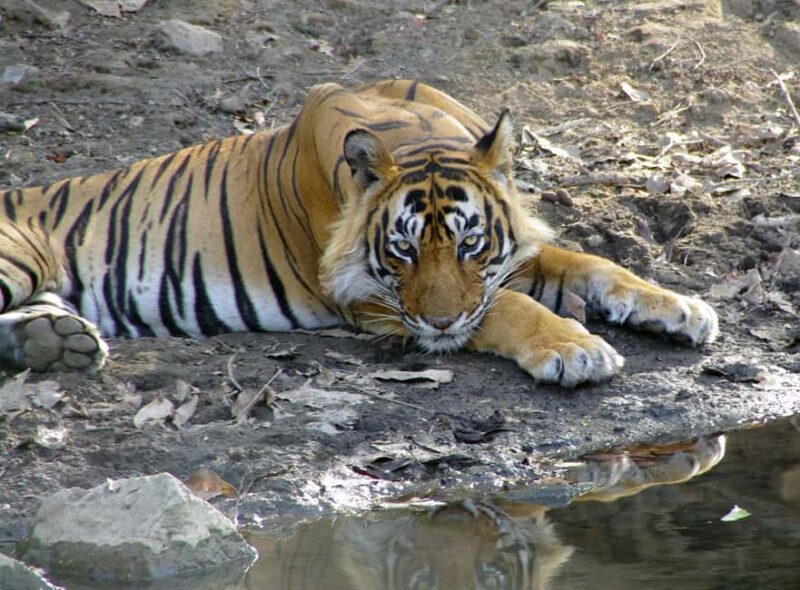 Spot Tigers and other wild of Ranthambore on a Day-Same Tour - Authentic Experiences from Past Travelers