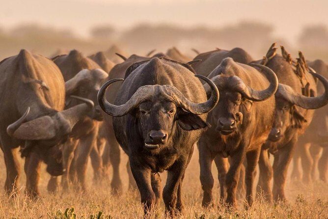 Spotting Africa Big Five (5) animals. - An In-Depth Look at the 3-Day Tanzania Safari
