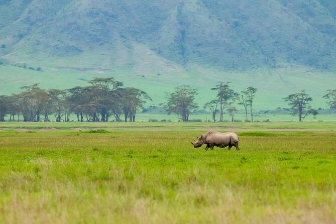 Spotting Africa Big Five (5) animals. - Practical Considerations