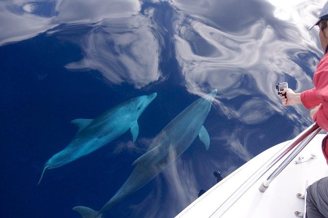 spring-autumn-tour-dolphin-watching