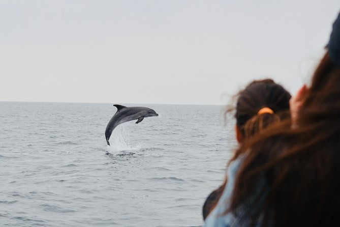 spring-autumn-tour-dolphin-watching