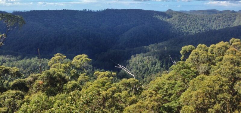 Spring Brook National Park Driving Tour with an APP - Exploring the Beauty of Springbrook National Park with a Self-Guided Driving Tour