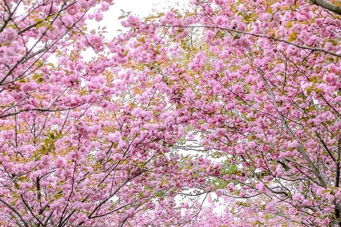 Spring Flower Festival and Seosan Gaesimsa and Munsusa Tour - Transportation and Group Size