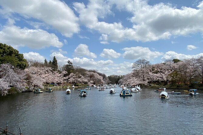 Spring in Kichijoji Discover Cherry Blossoms at Inokashira Park - FAQ