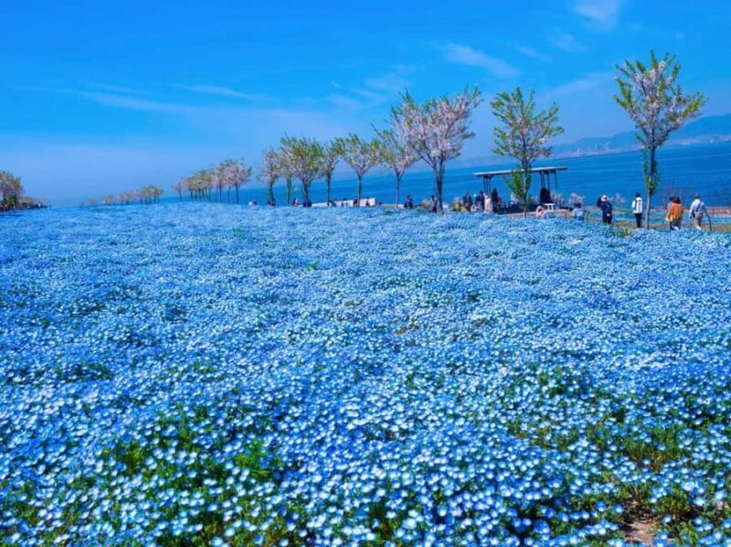 Spring LimitedNemophila Festival & Osaka Kaiyukan Day Trip - Discover Osaka’s Spring Magic: Nemophila Festival & Kaiyukan Day Trip