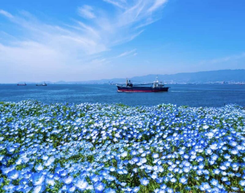 Spring LimitedNemophila Festival & Osaka Kaiyukan Day Trip - Key Points