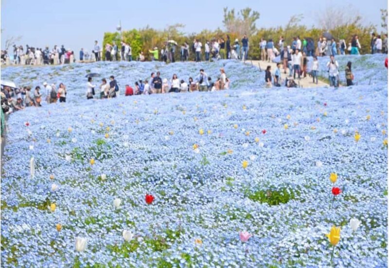 Spring LimitedNemophila Festival & Osaka Kaiyukan Day Trip - Why This Tour Offers Great Value