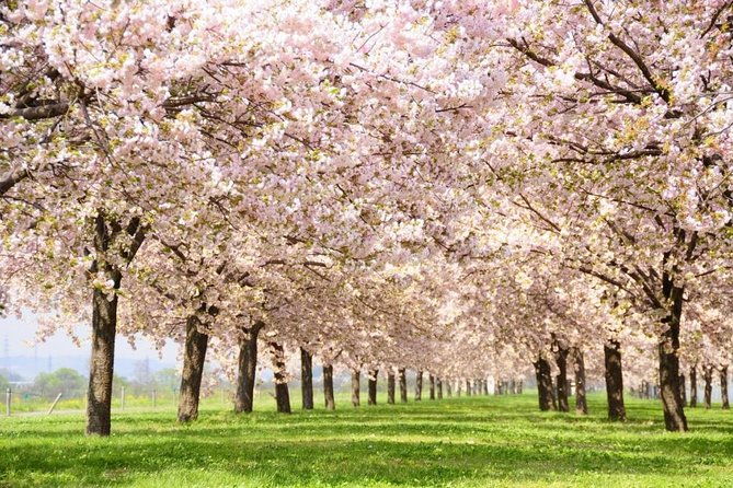 spring-only-1-day-snow-monkeys-cherry-blossoms-in-nagano-tour