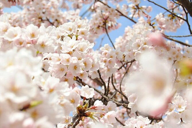 spring-only-1-day-snow-monkeys-cherry-blossoms-in-nagano-tour