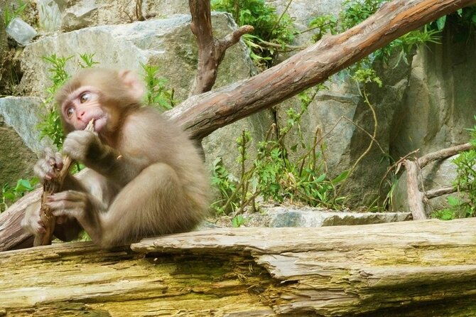 spring-only-1-day-snow-monkeys-cherry-blossoms-in-nagano-tour
