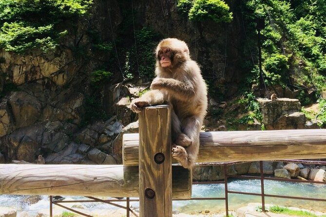 spring-only-1-day-snow-monkeys-cherry-blossoms-in-nagano-tour