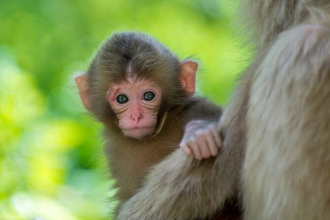 spring-only-1-day-snow-monkeys-cherry-blossoms-in-nagano-tour