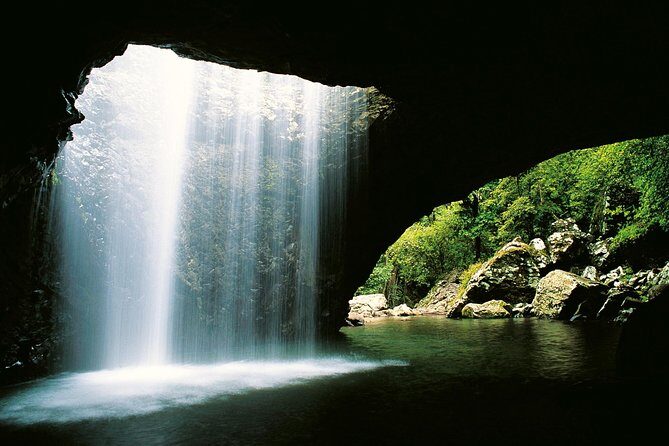 Springbrook Waterfalls & Natural Bridge Tour from Gold Coast - Exploring the Itinerary: What You Can Expect