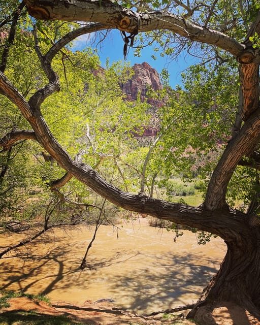 Springdale: Guided eBike Tour in Zion National Park - The Practicalities: Price, Duration, and Accessibility