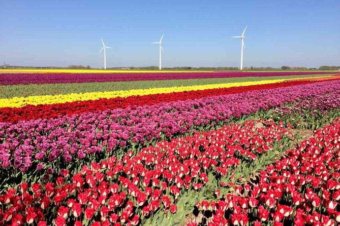springtime-private-tour-to-keukenhof-tulip-fields-and-windmills