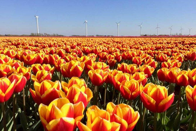 springtime-private-tour-to-keukenhof-tulip-fields-and-windmills