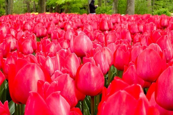 springtime-private-tour-to-keukenhof-tulip-fields-and-windmills