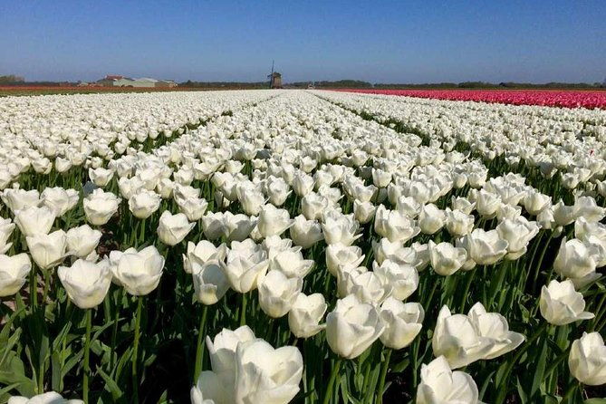 springtime-private-tour-to-keukenhof-tulip-fields-and-windmills
