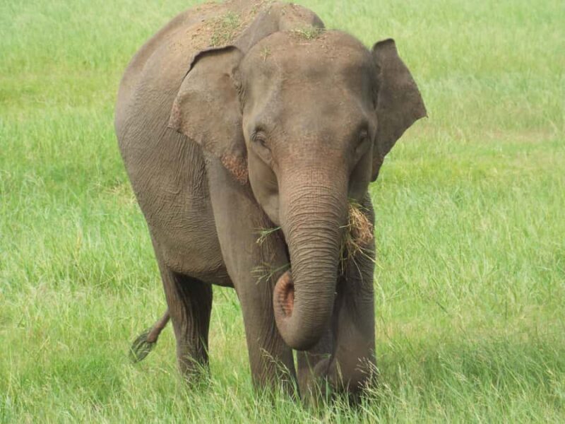 Sri Lanka: 10-Day Guided Tour with Customized tour - A Closer Look at the Sri Lanka 10-Day Tour