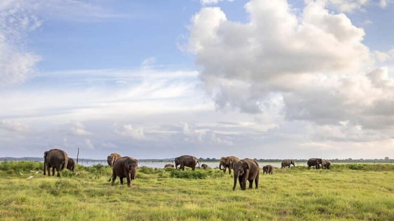 Sri Lanka 14-Day Journey: Culture, Nature & Adventure - Why Choose This Tour?