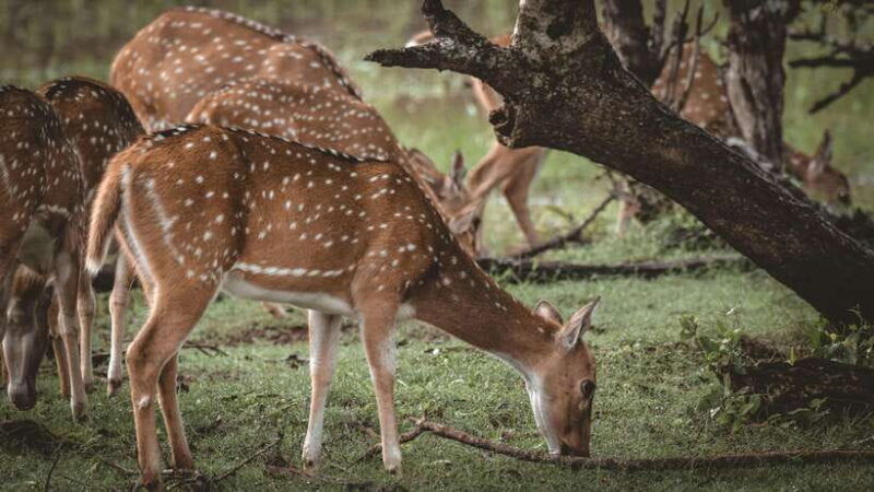 sri-lanka-2-day-tour-3-amazing-national-parksriver-safari