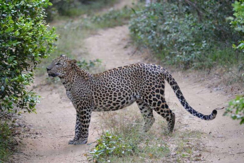 sri-lanka-2-day-tour-3-amazing-national-parksriver-safari