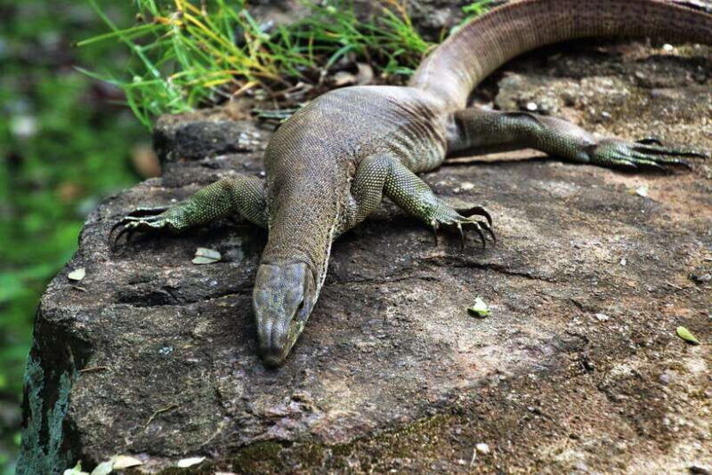 sri-lanka-2-day-tour-3-amazing-national-parksriver-safari