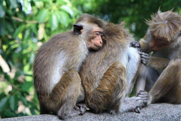 sri-lanka-2-day-tour-3-amazing-national-parksriver-safari