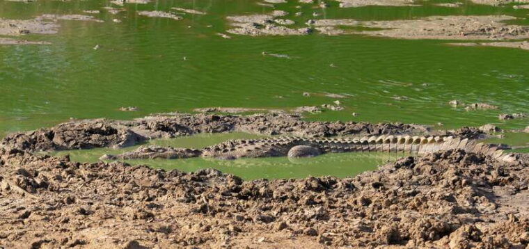 sri-lanka-2-day-tour-3-amazing-national-parksriver-safari
