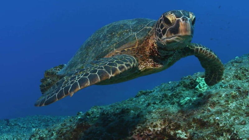 sri-lanka-2-day-tour-explore-hikkaduwa-galle-yala