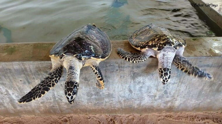 sri-lanka-2-day-tour-explore-hikkaduwa-galle-yala
