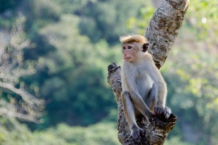 sri-lanka-2-day-wildlife-tour-rainforest-and-national-park