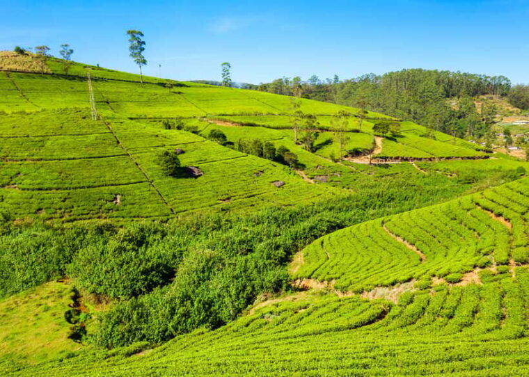 sri-lanka-3-day-private-tour-kandy-nuwara-eliya-ella