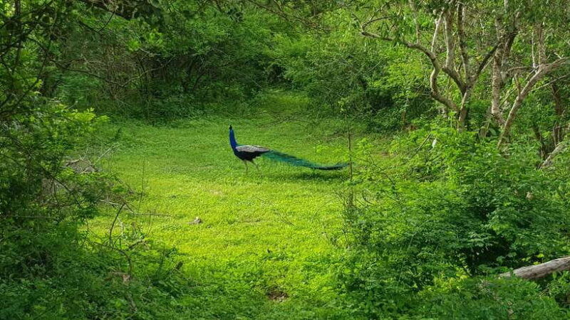 sri-lanka-3-day-temple-wildlife-waterfalls-hill-country